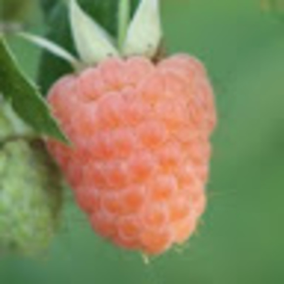 orangeraspberry
